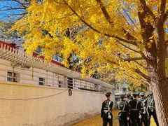 -三里屯东五街银杏大道