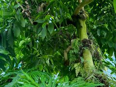 -国家植物园南园