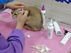 -北京观赏动物医院·24小时大型综合·猫专科·异宠专科