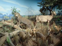 -陕西自然博物馆