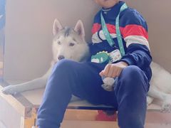 -Husky Go! 哈士奇体验馆·宠物咖啡厅狗咖