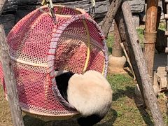 -石家庄市动物园