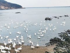 -烟墩角天鹅湖