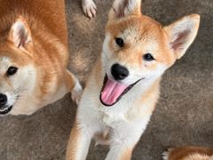 -柴犬高等学院·狗咖·柴犬售卖·宠物训练