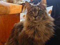 -蓝鲸·缅因猫舍