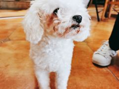 -more than meow吴止猫主题餐厅(承德 中船汇店)