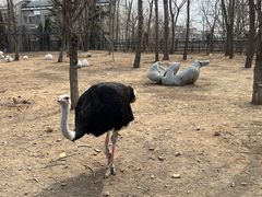 -大连森林动物园