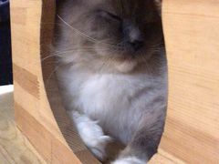 -more than meow吴止猫主题餐厅(承德 中船汇店)