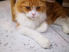 -喵园·猫主题咖啡厅·撸猫·猫咖(国贸店)