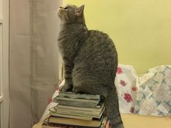 -猫色咖啡·猫咖