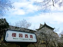 -武汉大学-樱园
