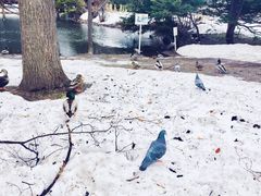 -北海道厅旧本厅舍(旧本庁舎)