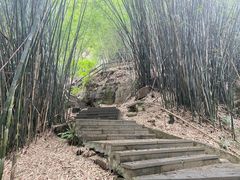 -铁山坪森林公园