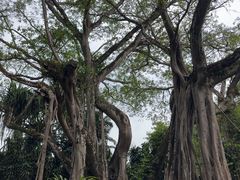 -独树成林