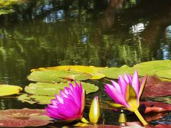 -国家植物园南园