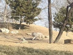 -北京野生动物园