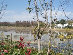 -上海长兴岛郊野公园