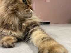 -猫儿山۰猫主题餐厅