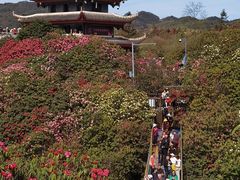 -贵州百里杜鹃风景名胜区