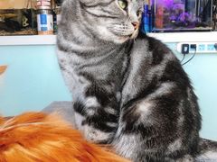 -平行世界·猫咖(首经贸店)