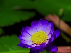 -国家植物园南园