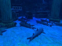 -芜湖新华联大白鲸海洋公园