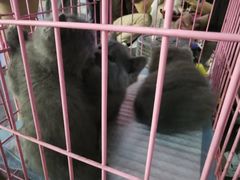 -金龙咖喱