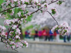 -海棠花溪(元大都城垣遗址公园)