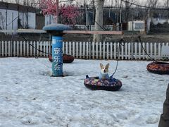 -宠乐会宠物乐园