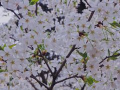 -武汉大学-樱园