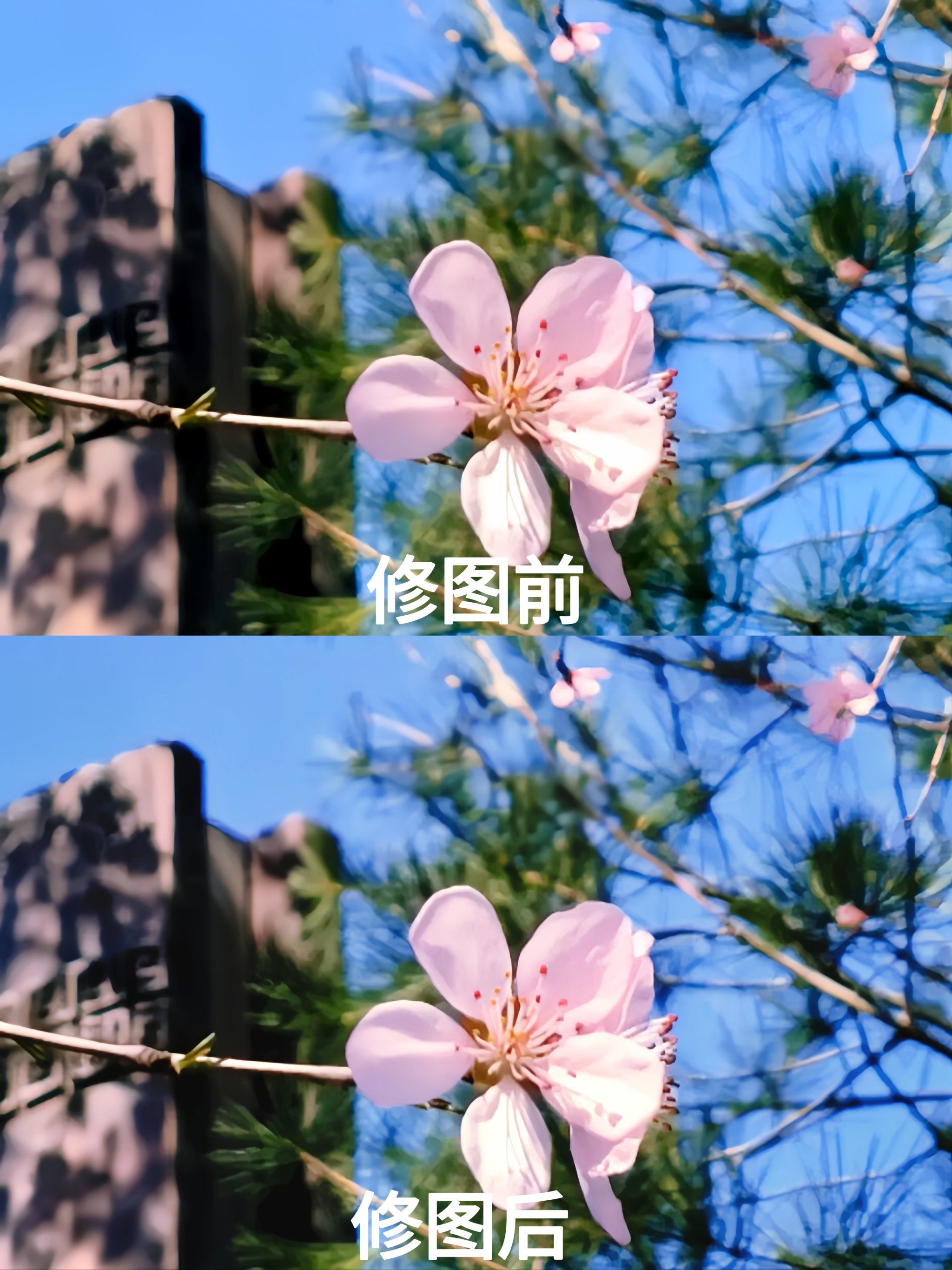 樱花摄影师拍摄教程，技巧大全