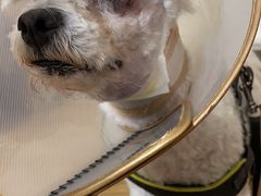 -萌兽医馆·犬猫专科·眼科中心·宠物医院(朝阳门分院)