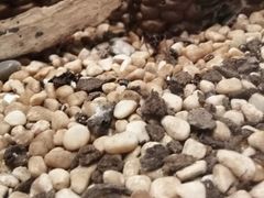 -上海昆虫博物馆