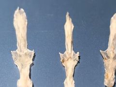 -老字号怡玺·藿香雅鱼(20年雅安店)