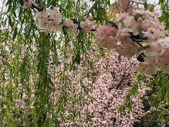 -海棠花溪(元大都城垣遗址公园)