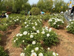 -洛阳市隋唐城遗址植物园