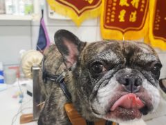 -西安京西宠物医院·瘫痪·疑难杂症