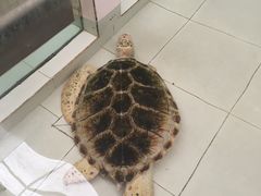 -广东惠东海龟国家级自然保护区