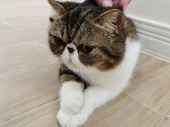 -李小姐の猫咖啡馆(五角场店)