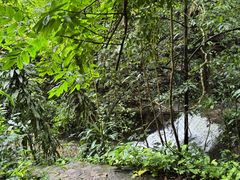 -莫里热带雨林景区