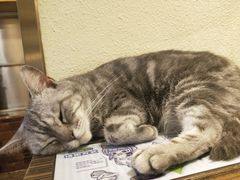 -more than meow吴止猫主题餐厅(承德 中船汇店)