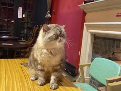 -猫色咖啡·猫咖