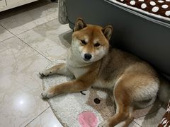 -水碾河肥兔火锅(水碾河店)