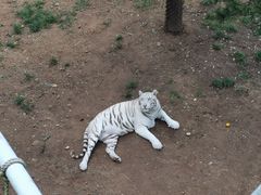 -西霞口神雕山野生动物世界