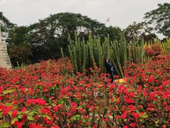 -松山湖梦幻百花洲