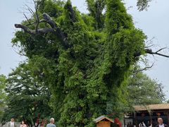 -大槐树寻根祭祖园
