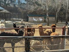 -大连森林动物园