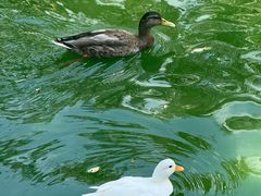 -三亚亚龙湾红树林度假酒店