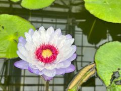 -国家植物园