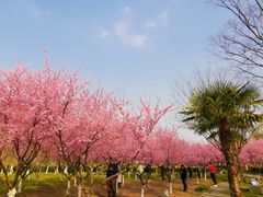 -白塘生态植物园